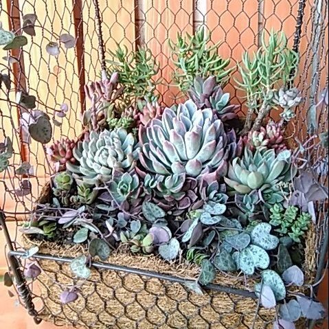 多肉植物の寄せ植えINセリアの100均商品で作るバードケージ風