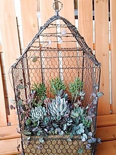 多肉植物の寄せ植えINセリアの100均商品で作るバードケージ風