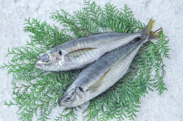 オオモンハタ 【業務用食材の仕入れなら八面六臂】