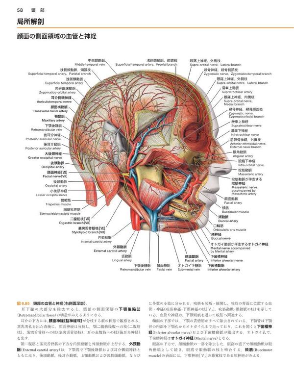 ソボッタ解剖学アトラス 原書24版 第3巻 頭頸部・神経系 Friedrich
