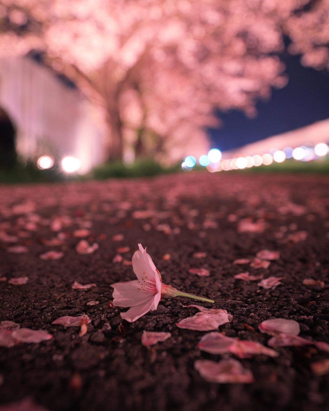 Canon EOS Kiss X9iを徹底解説。作例からおすすめレンズまで | ONE