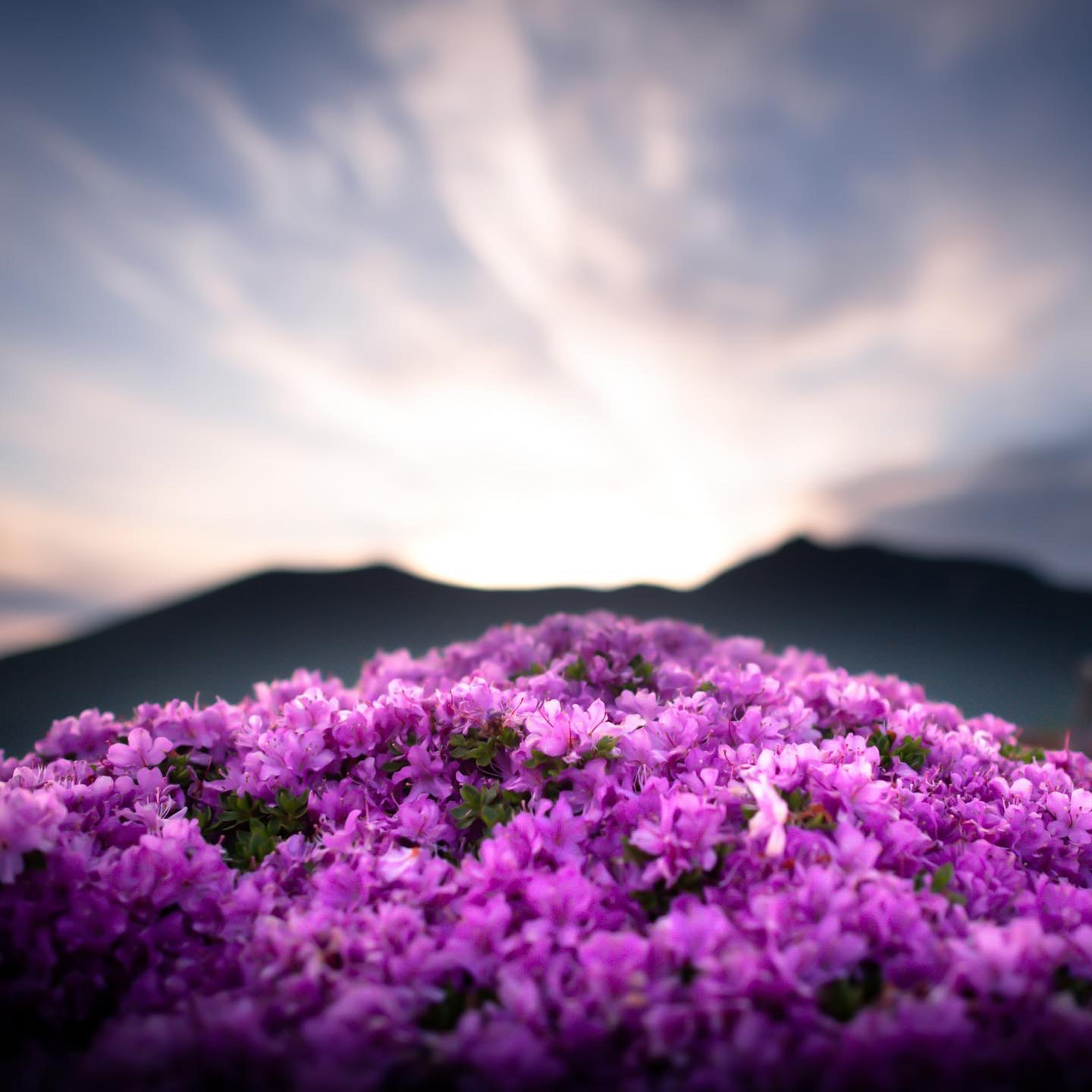 Nikon AF-S NIKKOR 24mm f/1.4G EDを徹底解説。作例からレビューまで