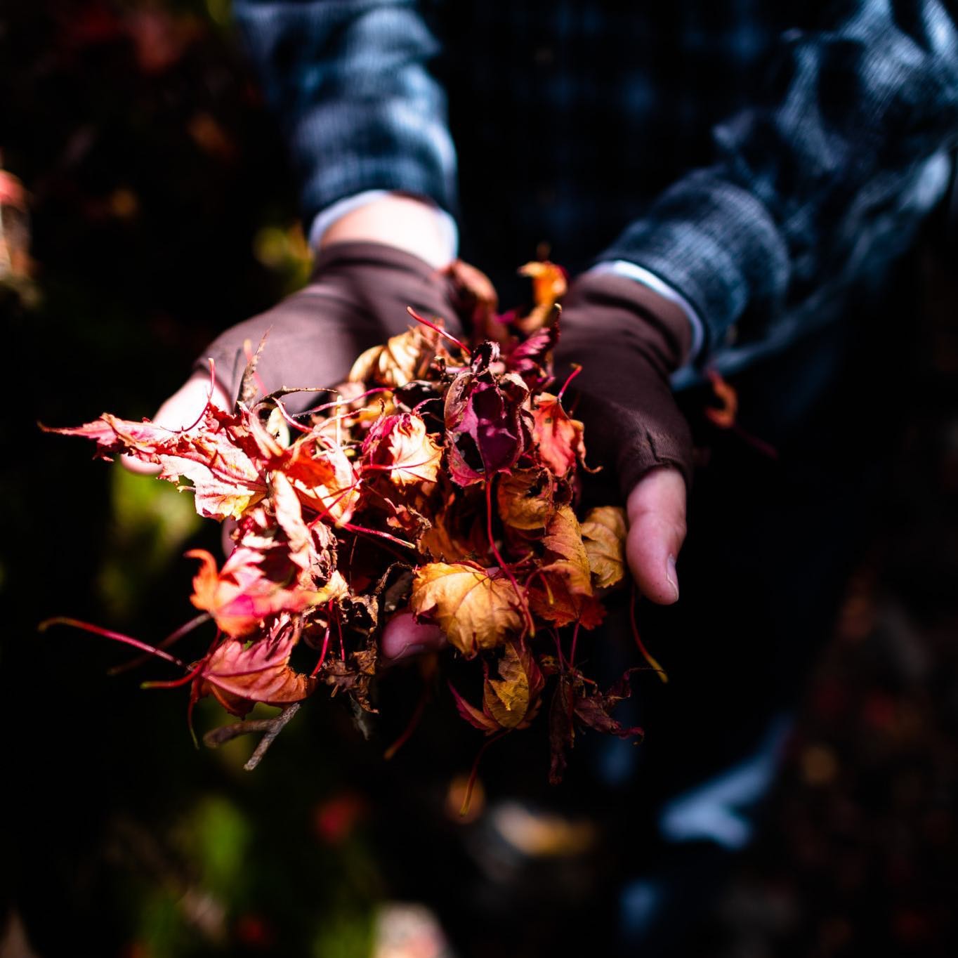 Nikon AF-S NIKKOR 24mm f/1.4G EDを徹底解説。作例からレビューまで