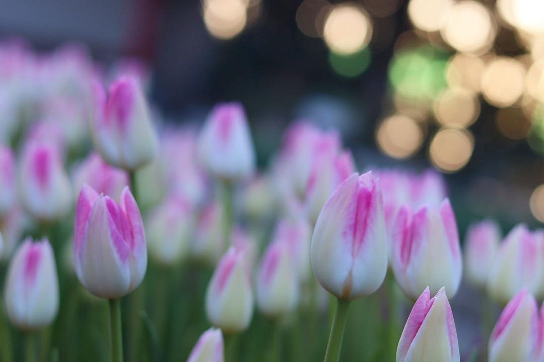 Canon EF50mm F1.8 STMを徹底解説。作例からレビューまで | ONE SCENE