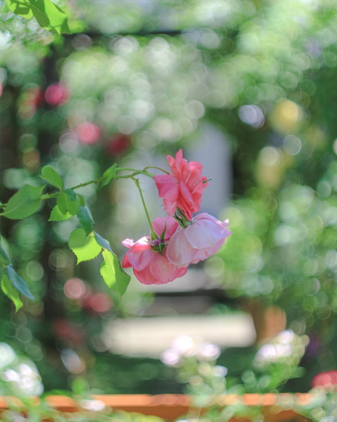 Helios 44-2 58mm F2を徹底解説。作例から中古相場まで | ONE SCENE