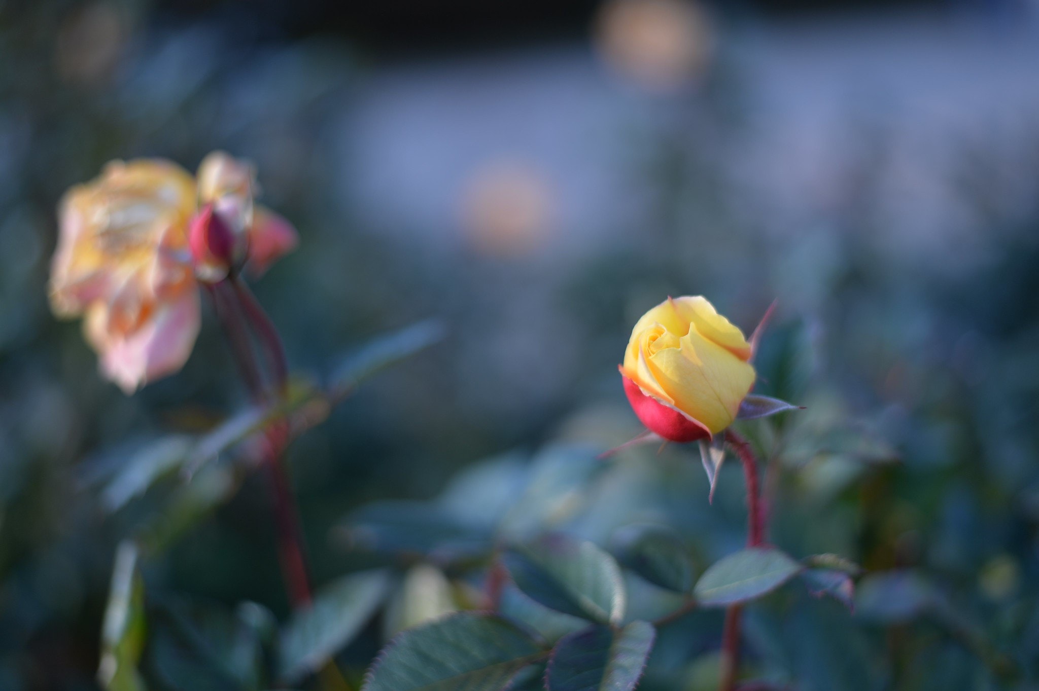 Nikon AF-S NIKKOR 50mm f/1.8Gを徹底解説。作例からレビューまで