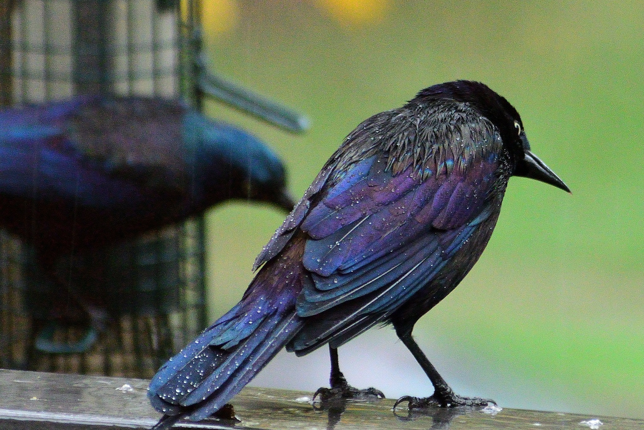 Nikon AF-P DX NIKKOR 70-300mm f/4.5-6.3G ED VRを徹底解説。作例から