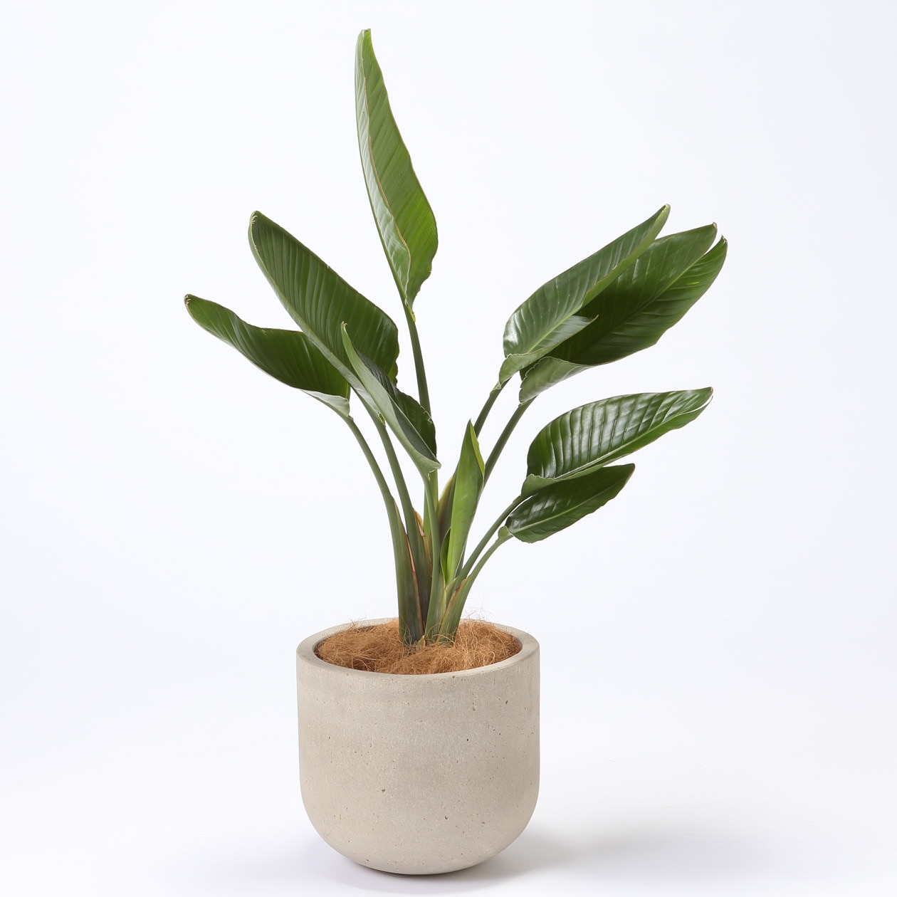 無印良品 オーガスタ セメント鉢 11号 - 通販 | 家具とインテリアの