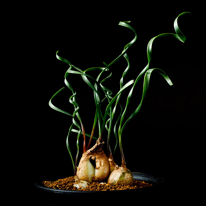 キルタンサス・スピラリスの基本情報・育て方｜多肉植物・サボテン図鑑