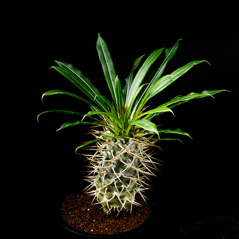 パキポディウム・ラメレイの基本情報・育て方｜多肉植物・サボテン図鑑