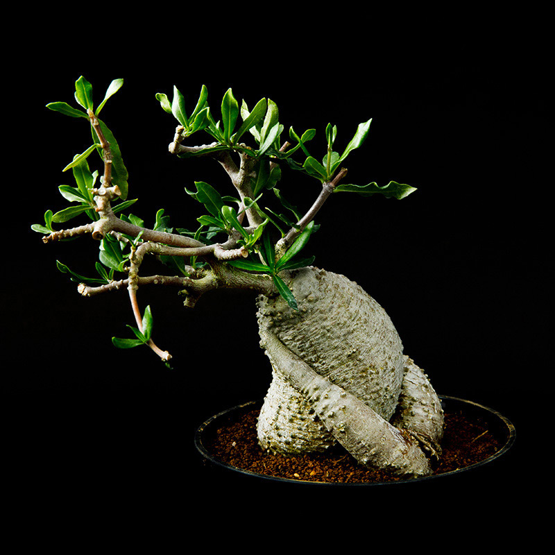 フォッケア・エデュリス（火星人）の基本情報・育て方｜多肉植物