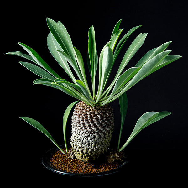 ユーフォルビア鉄甲丸の基本情報・育て方｜多肉植物・サボテン図鑑