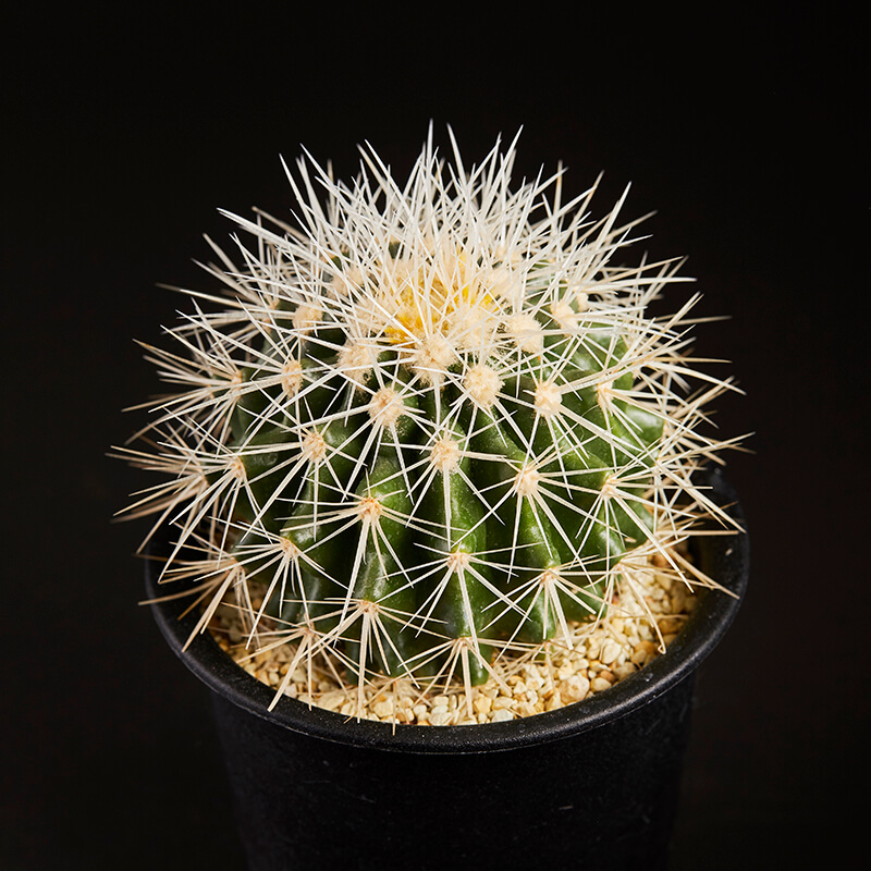 エキノカクタス白刺金鯱の基本情報・育て方｜多肉植物・サボテン図鑑