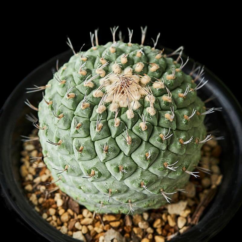 ストロンボカクタス菊水の基本情報・育て方｜多肉植物・サボテン図鑑