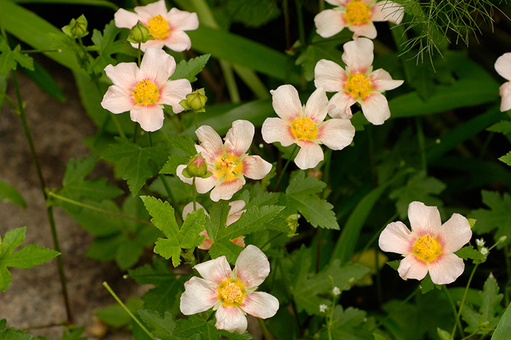 マルバストラムの育て方・栽培方法｜植物図鑑｜みんなの趣味の園芸