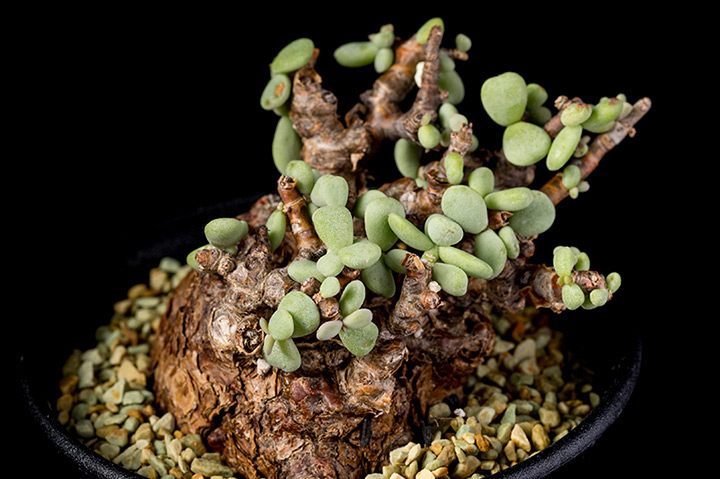 ケラリア・ピグマエアの基本情報・育て方｜多肉植物・サボテン図鑑