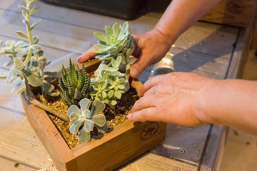 木箱に多肉植物を寄せ植えする石を配して、自然を切り取ったような景観
