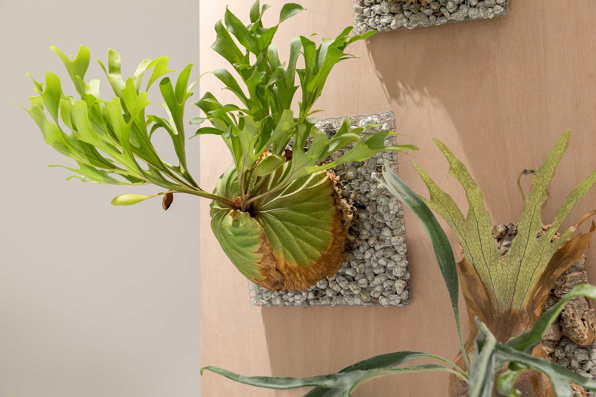 スタイルのある存在感を楽しむビカクシダが映える着生板、“蛇籠”を