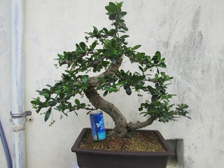 ヤフオク盆栽出品のお知らせ:福満木ふくまんぎフクマンギ 双幹 中品