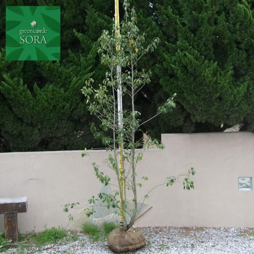ソヨゴ 株立 樹高H:3000mm - SORAの植木屋さん