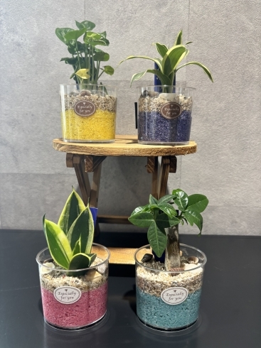 色彩あざやか！ガラス鉢×カラフルサンドの観葉植物を4種入荷しました