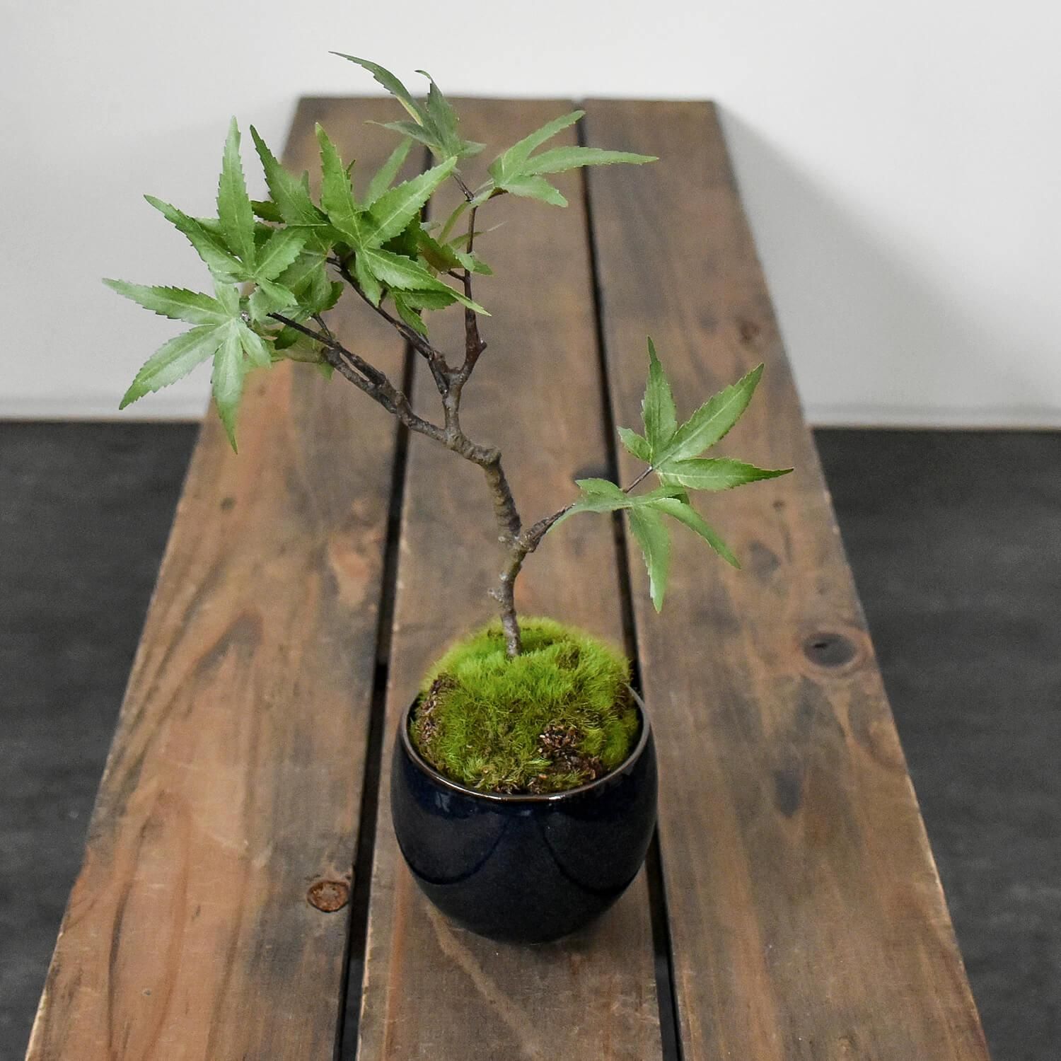 モミジ 小鉢 フェイク盆栽 カップボン | 造花専門店プリマ