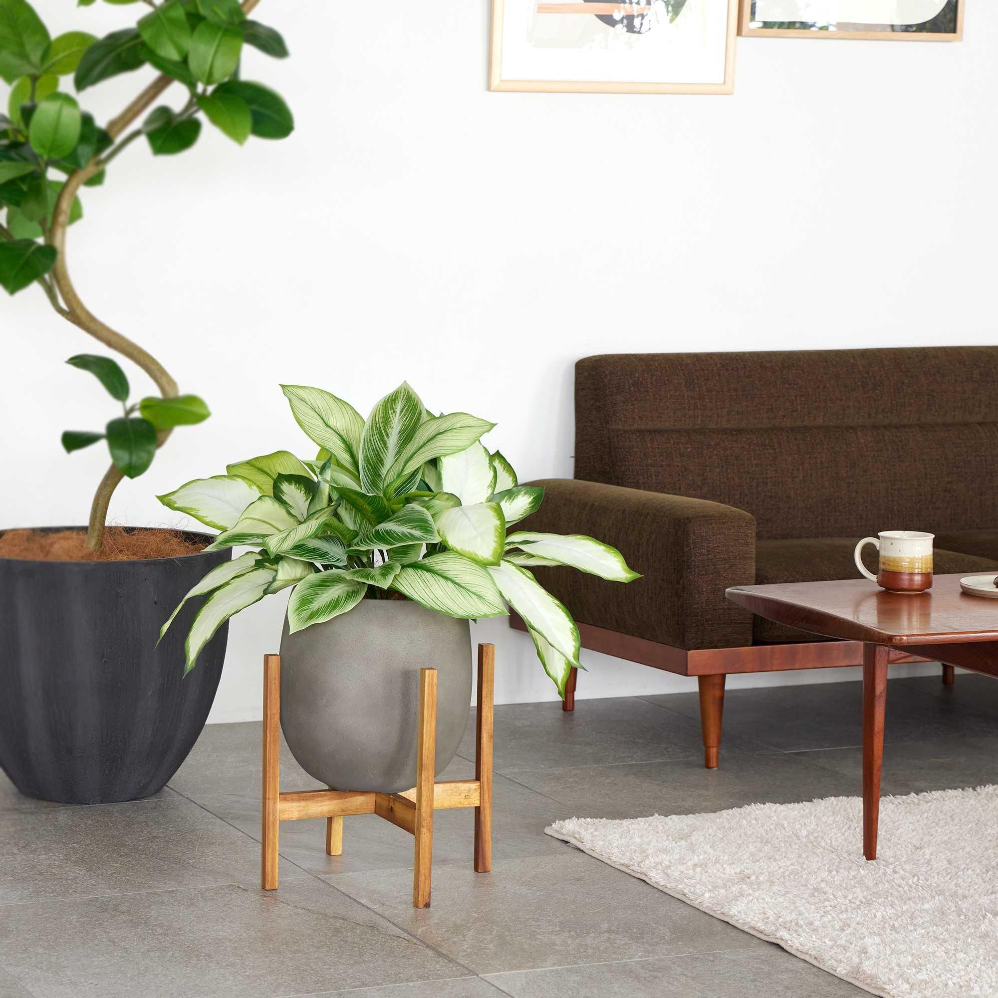 ディフェンバキアの観葉植物 フェイクグリーン | 造花専門店プリマ