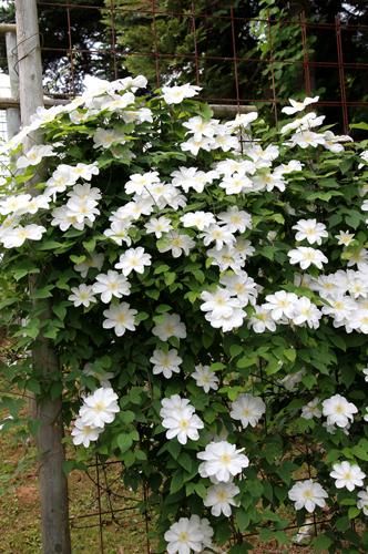 クレマチス専門ナーセリー 及川フラグリーン ルッテル（ルーテル）