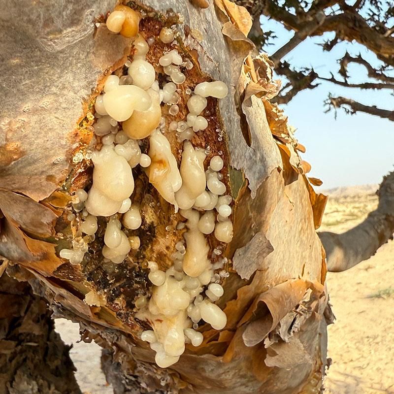 残りわずか】フランキンセンス樹脂 フレッシュグリーン・25g