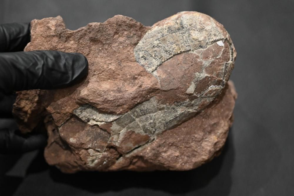 オヴィラプトル類の卵化石 (Oviraptor.sp egg)