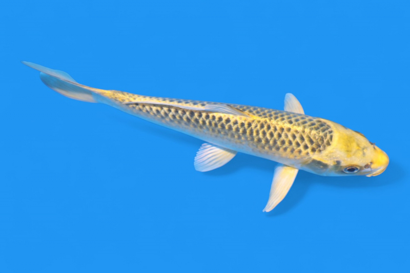 金松葉20cm - 錦鯉販売・通販 新潟 山古志 | 綾 Koiファーム | AYA