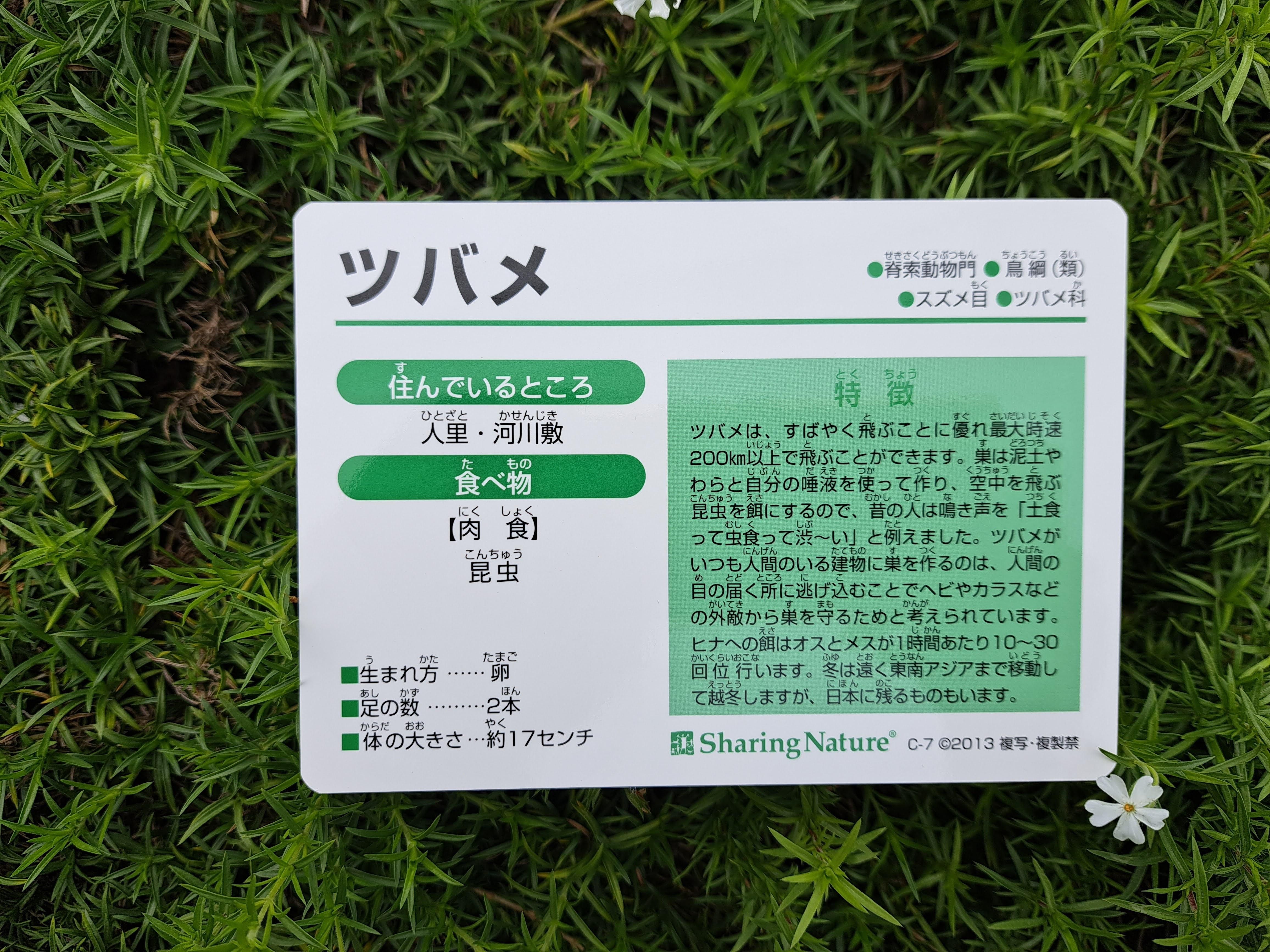 いきもの図鑑カードCセット | 生き物のしぐさ - ネイチャーゲームショップ