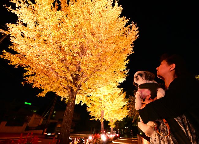 イチョウ並木ライトアップ始まる 音更 | 十勝毎日新聞電子版－Tokachi