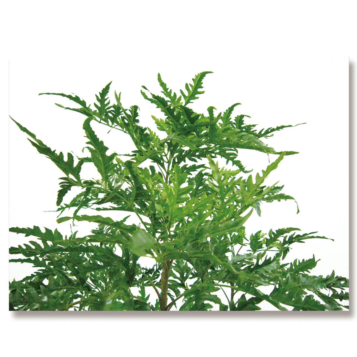 GREEN COFFRET ポリシャス130cm 人工観葉植物 フェイクグリーン