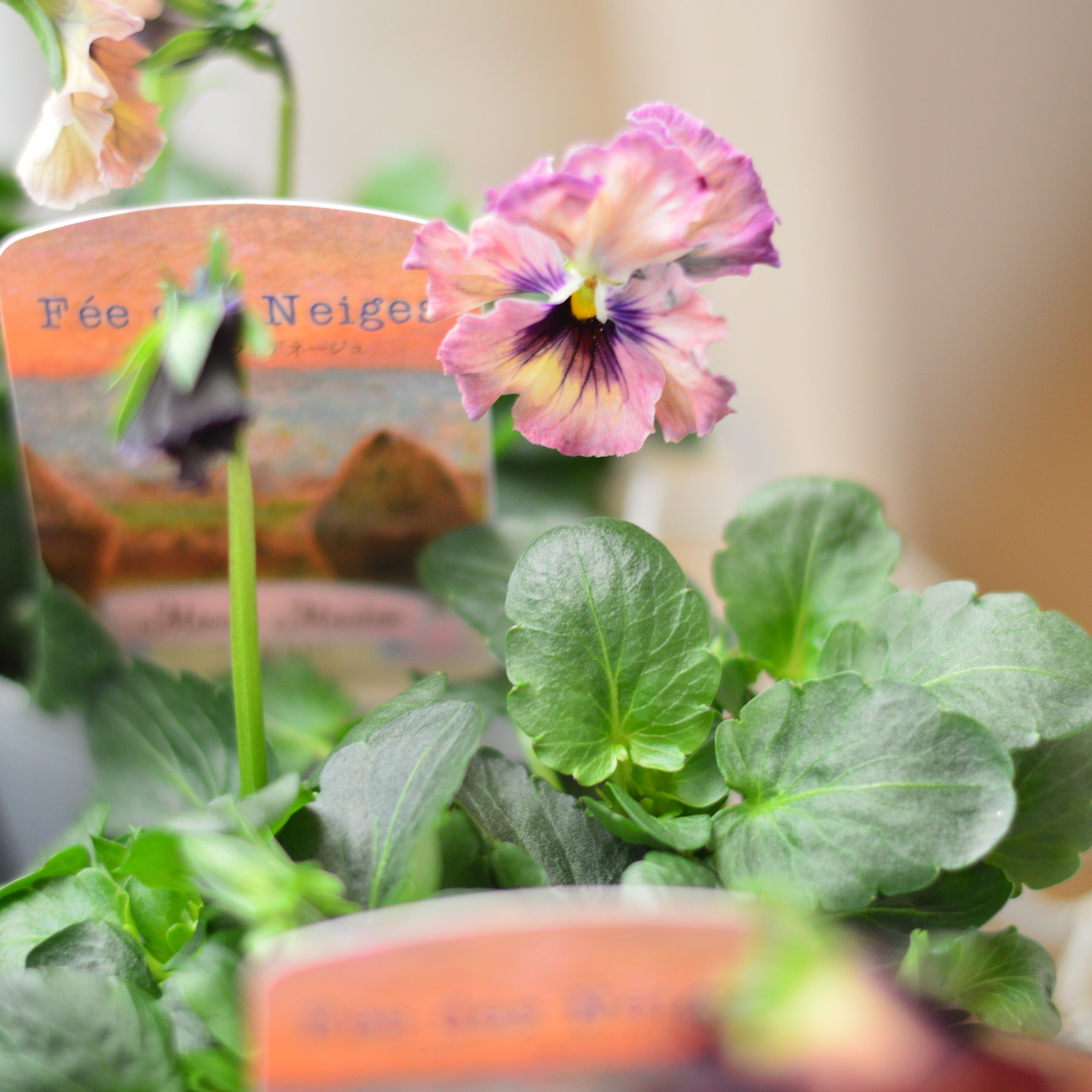 美しい】 パンジー 『フェデネージュ・モネ 積みわら』 3寸POT