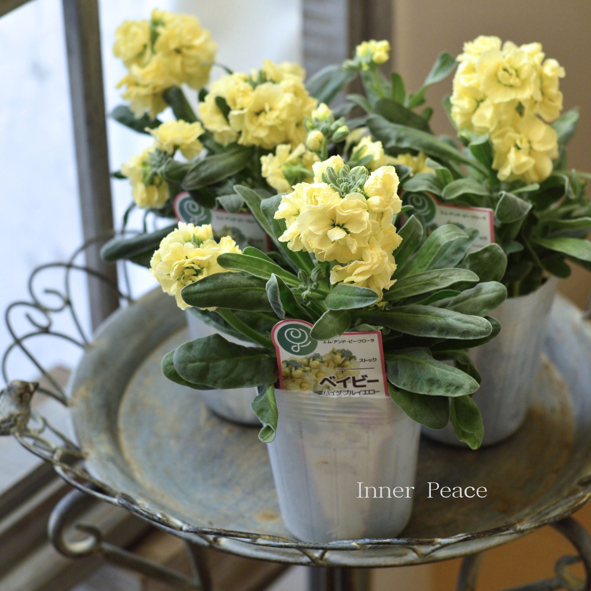 八重咲き】 ストック ベイビー 『ハイダブルイエロー』 3寸ロングPOT