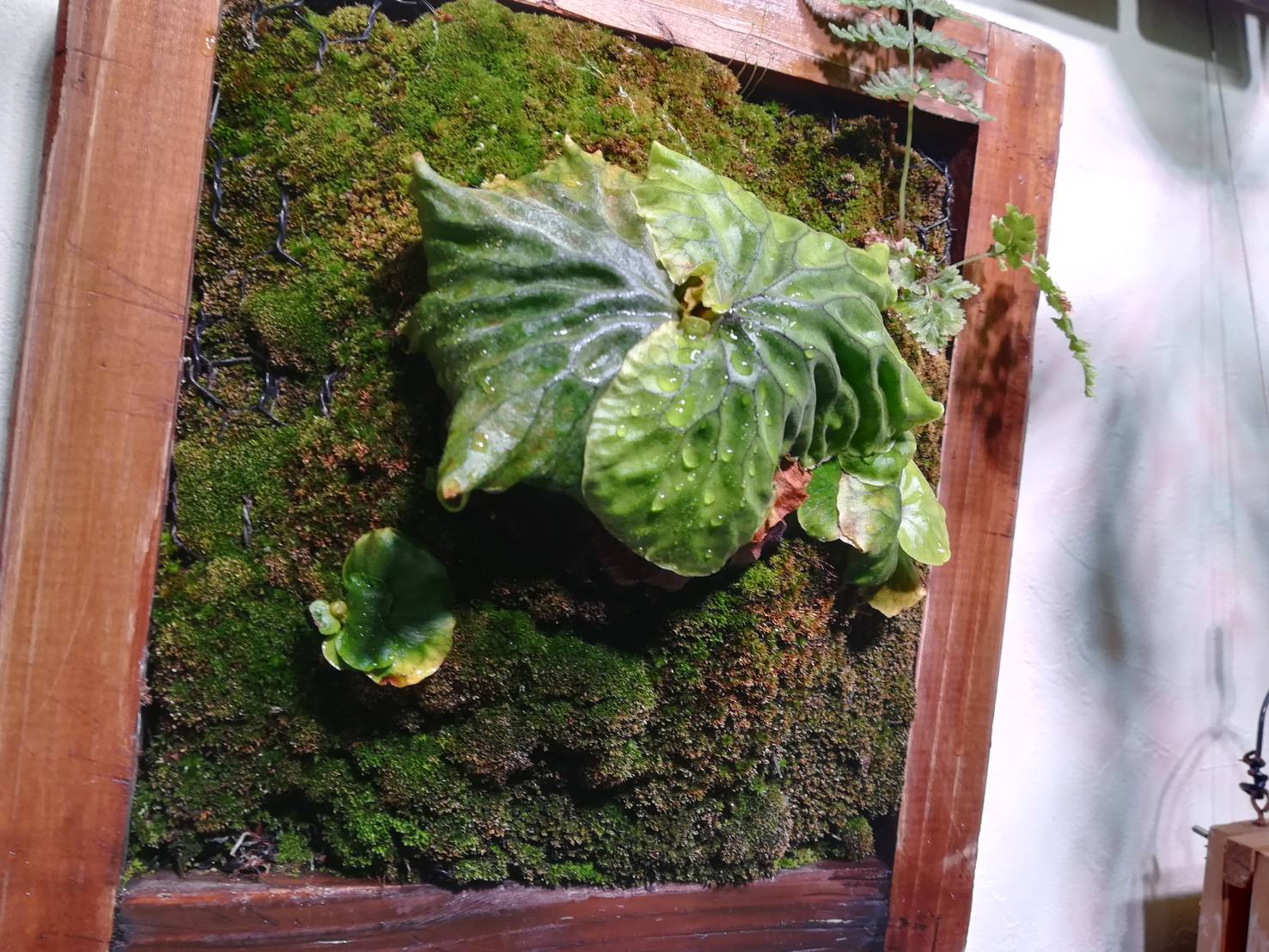 ビカクシダ リドレイ シルベリー マダガスカリエンセ 3株セット 板付け