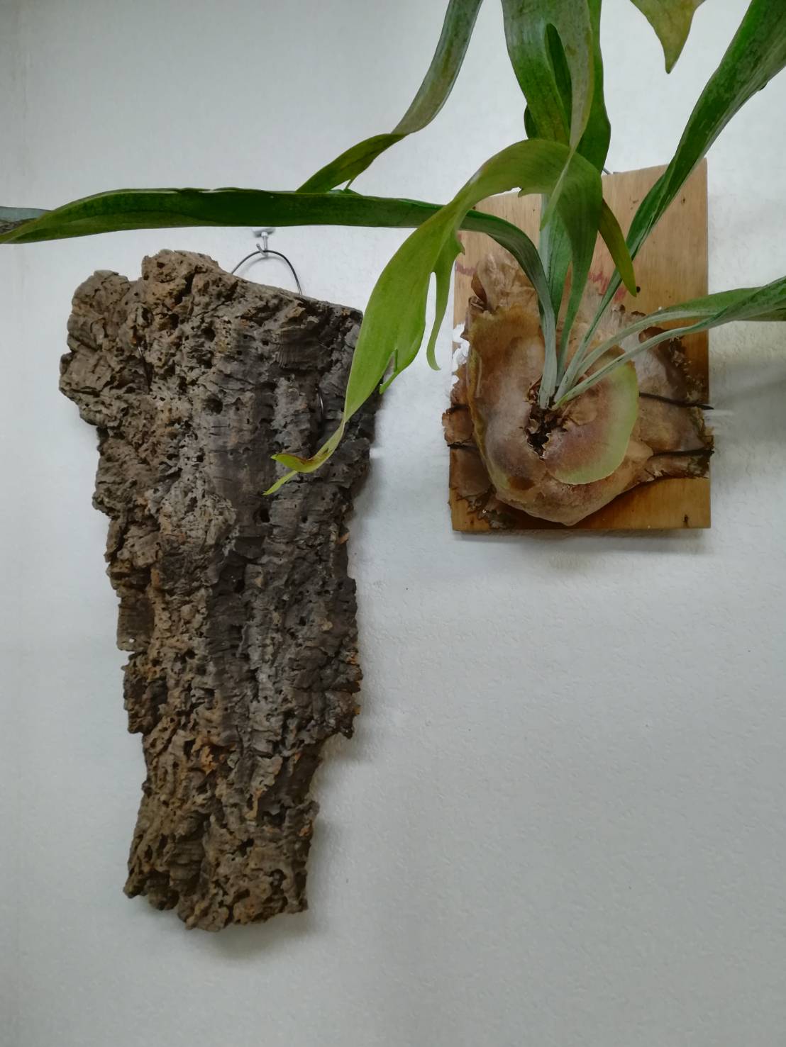 コウモリランをコルク付けにしました。≪付け替えまくりのビカクシダ≫