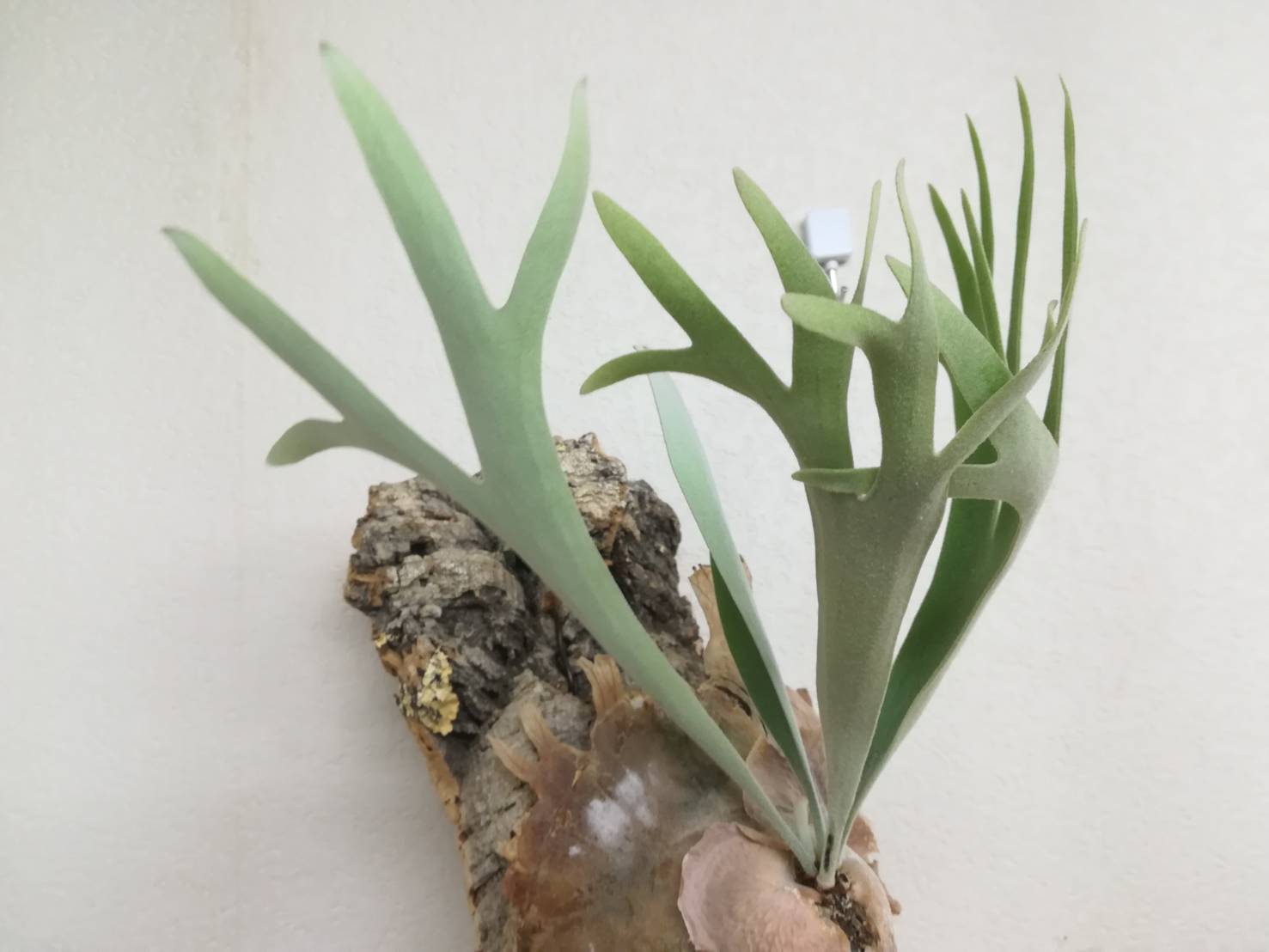 ビカクシダ・ビーチーのコルク付けから5カ月後。≪P.veitchii4年目