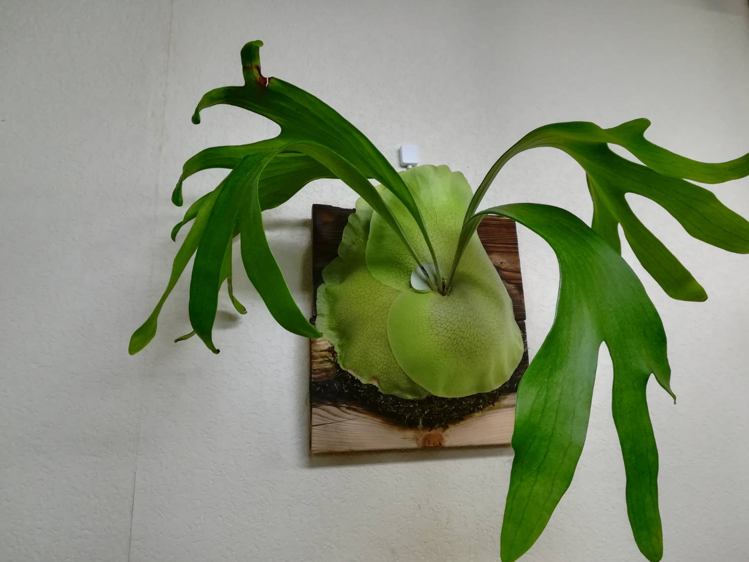 現品親株 大株 ビカクシダ ヒリー twenty OC P.twenty (yot#20