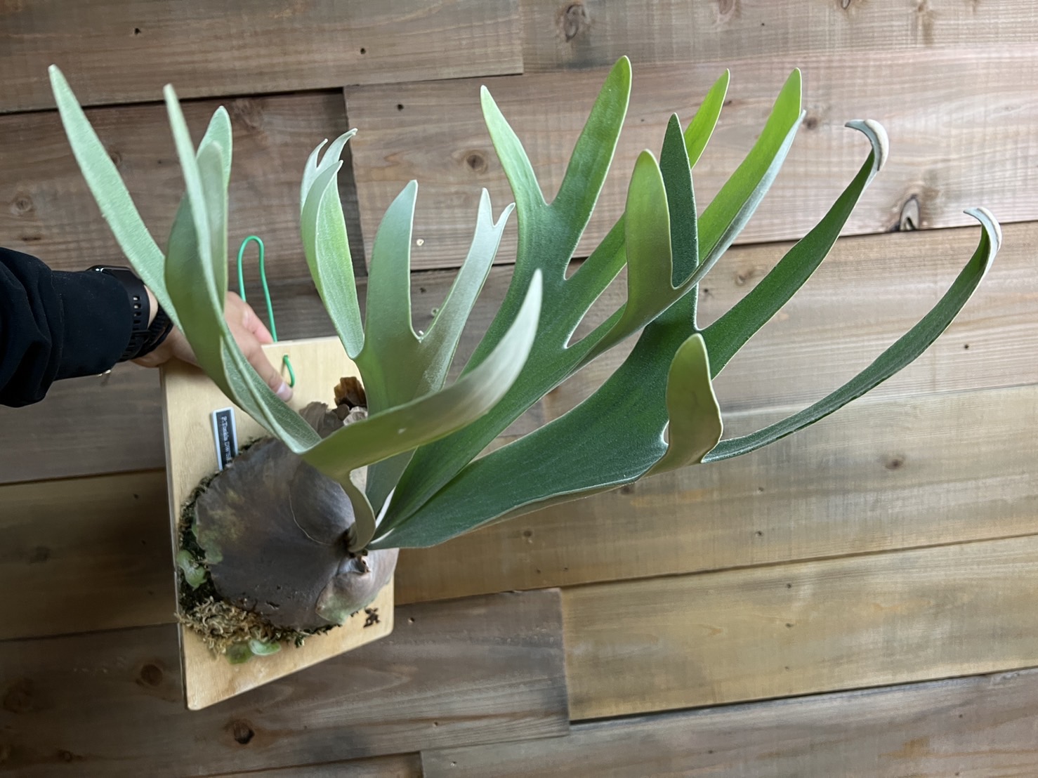 タフな子❣️ビカクシダ⭕️トンクラDW⭕️シャイングロリア 板M NZ産水