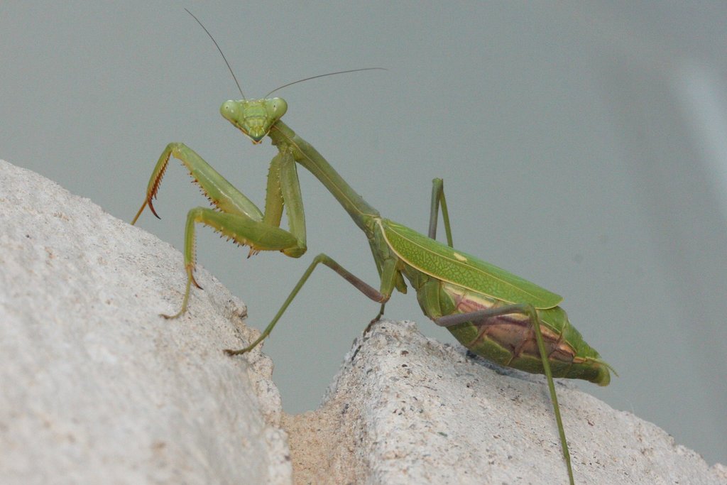 Arizona Mantis (Praying Mantis (Order Mantodea) of the United