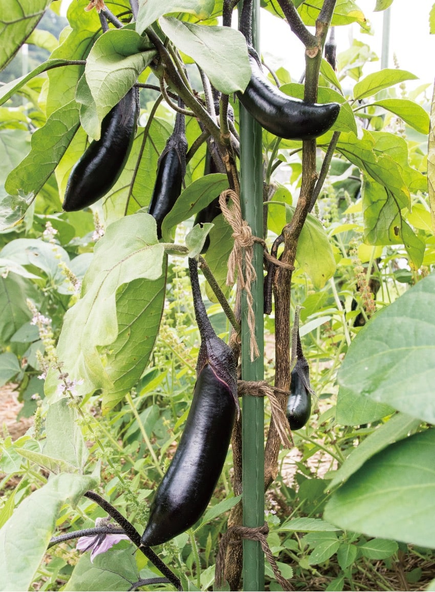 中長ナス／自然菜園のスゴ技【第2回】｜趣味・生活｜田舎暮らしの本