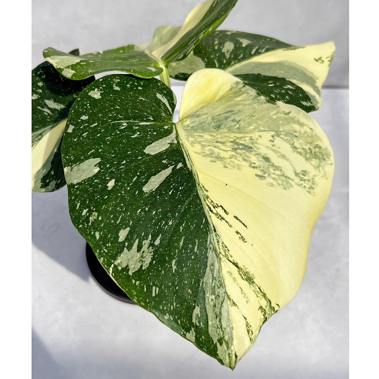 一点もの】モンステラ デリシオーサ タイコンステレーション クリーム