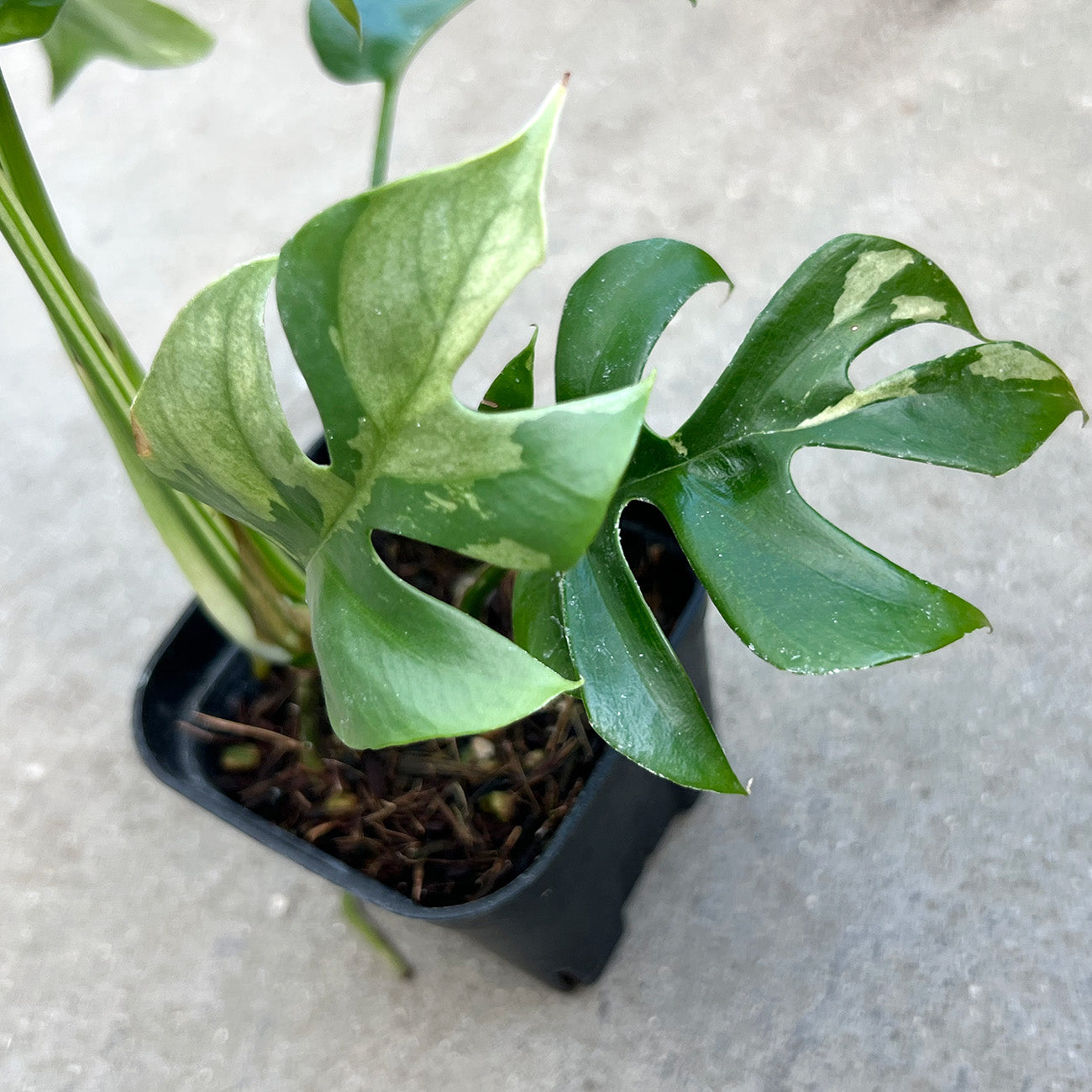 一点もの】ラフィドフォラ テトラスペルマ バリエガータ 3号