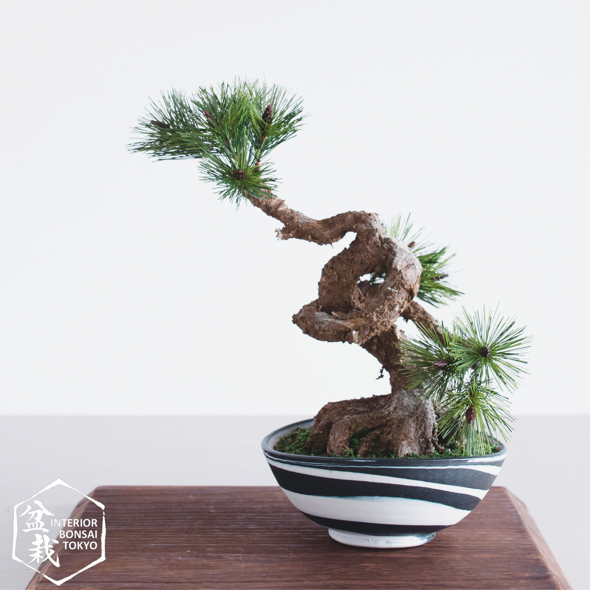 松 - 松 – ページ 2