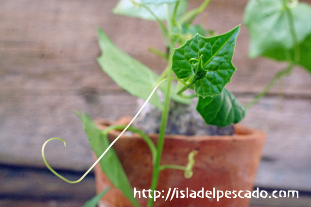 isla del pescado - Momordica boivinii-モモルディカ・ボイビニー