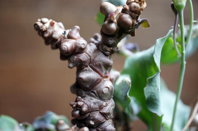 isla del pescado - Othonna herrei-蛮鬼塔