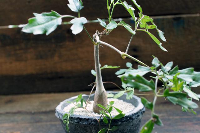 isla del pescado - Cyphostemma elephantopus-キフォステンマ