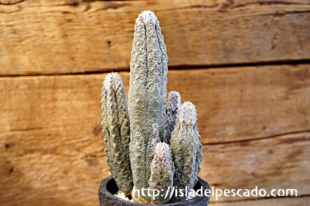 isla del pescado - Euphorbia abdelkuri-ユーフォルビア・アブデルクリ